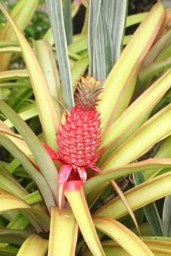 Red pineapple Stock Photos