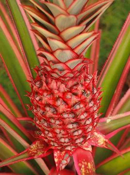Red pineapple Foto stock