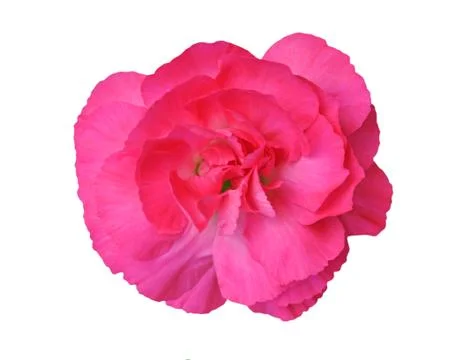 Red pink carnation Foto stock