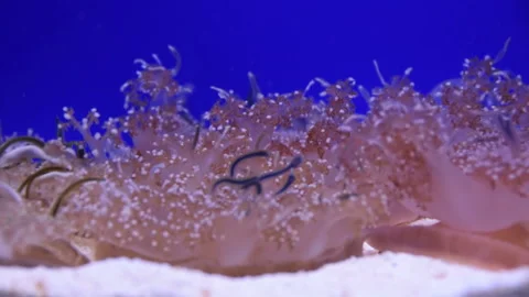 Red-pink corals organisms move under water on a blue background underwater  s Stock Footage 107567349