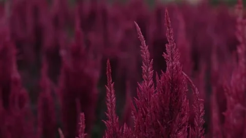 Red pink flowers at sunset Stock Footage 171763133