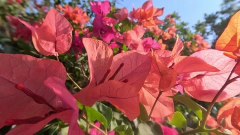 Red Pink Leaf Flowers On A Beautiful Day Ambient Stock Footage 339969912