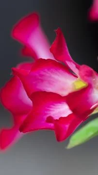 Red Pink Plower Stock Photos