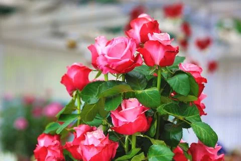 Red with pink roses Stock Photos