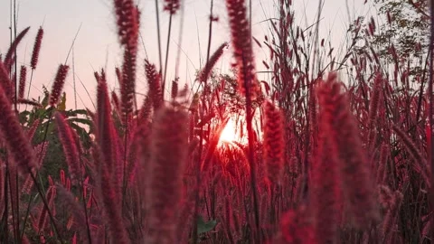 Red Pink sun light ray in swaying wild grass field on summer sunrise sky Stock-Footage 242700662