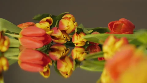 Red-pink tulips flowers lying on the mirror close-up. Flowers background Stock Footage 265802423