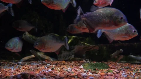 Red piranha #2 - Amazon fish swimming Stock Footage 80743861