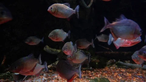 Red piranha - Amazon Fish Stock Footage 80743854