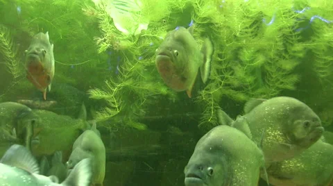 Red Piranha Stock Footage 51449328