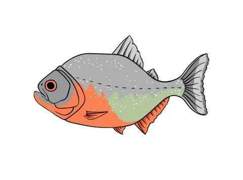 Red piranha vector isolated on white Stock Illustration