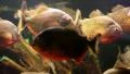 Red piranhas in aquarium. Pygocentrus nattereri HD Footage