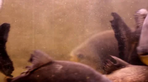 Red piranhas Stock Footage 10749559