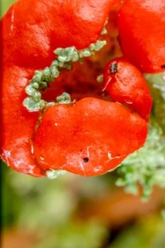 Red pixie cup lichen Stock Photos