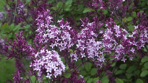 "Red Pixie" Lilac variety in Bloom from Bud to Flowering Cluster Video stock 310477190