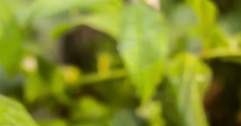 Red Plant in the backyard 스톡 동영상 56968140