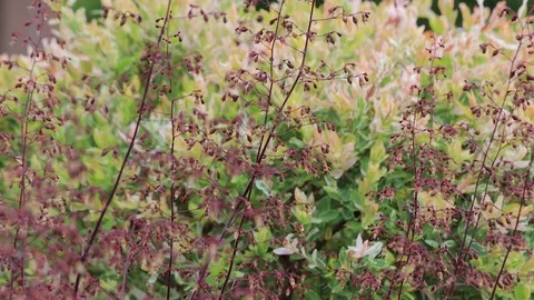 Red plant with bees Video stock 91953951