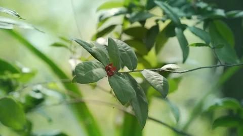 Red plant berry with close up view Stock Footage 87812130