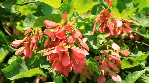 Red plant Video stock 585788