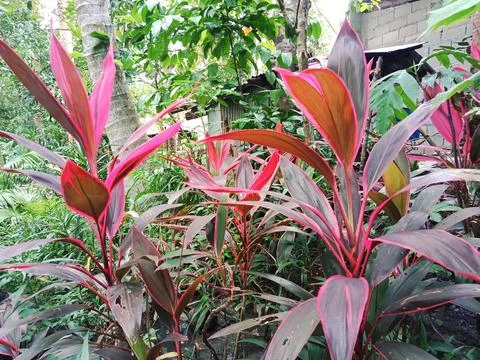Red Plant Stock Photos
