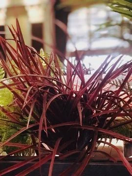 Red plant Stock Photos
