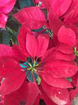 Red plant Stock Photos