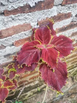 Red plant, red leaf Stock Photos