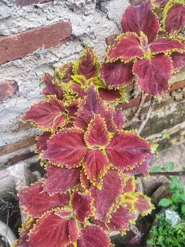 Red plant, red leaf Stock Photos