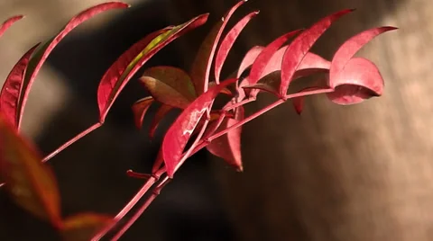 Red Plant in the wind Stock Footage 35871650