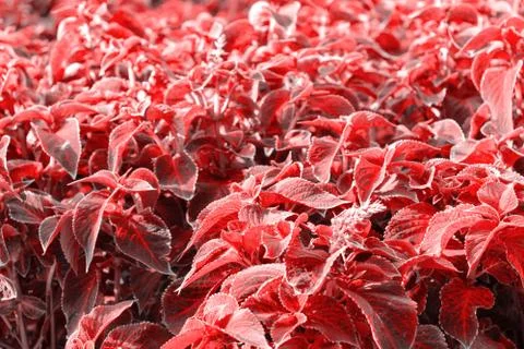 Red plants background with copy space Stock Photos