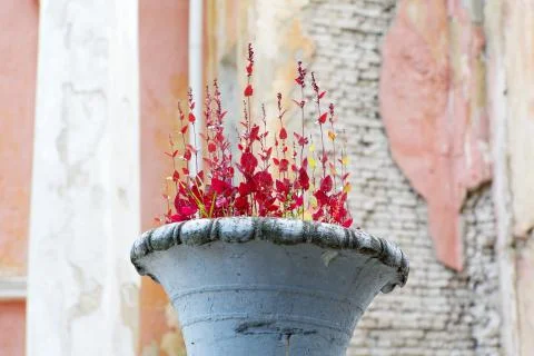 Red plants on the background of the old wall Stock Photos