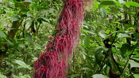 Red plants, flowers in the rainforest of the Amazon basin in Ecuador. Stock-Footage 263486931