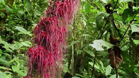 Red plants, flowers in the rainforest of the Amazon basin in Ecuador. Stock Footage 266489334