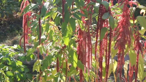 Red plants thickets Stock Footage 113520487