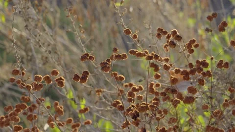 Red plants in the wind Stock Footage 208812053