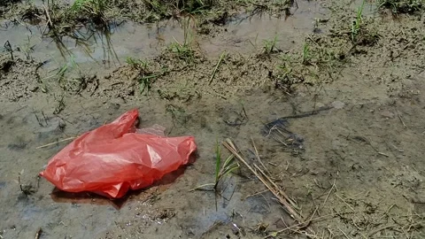 Red plastic bag floating in shallow muddy water among grass and twigs Stock Footage 344915121