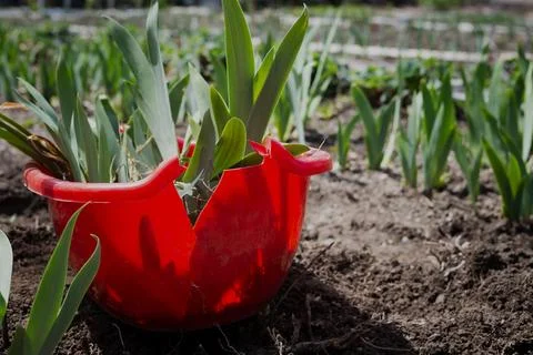 Red plastic container with seedlings of irises in the garden among already Stock Photos