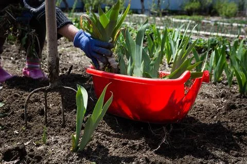 A red plastic container with seedlings of irises in the garden among already Stock Photos