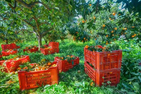 Red plastic fruit boxes full of oranges by orange trees during harvest season Stock Photos