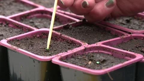 Red plastic seedlings growing containers. Stock Footage 309168176