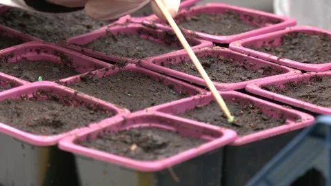 Red plastic seedlings growing containers. Video stock 309168197