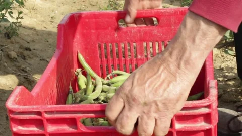 Red plastic vegetable crate filled with green beans in a field Stock-Footage 158836132