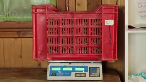 Red plastic vegetable crate on a scale for weight 스톡 동영상 158836157