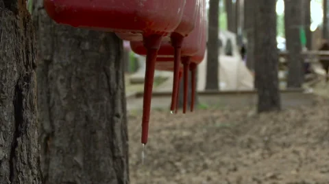 Red Plastic Washbasins Drips Drops in the Forest. Closeup. Savage Holiday Stock Footage 63352428