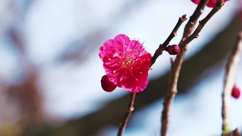 Red Plum Blossom Close-Up with Soft Bokeh in Spring Sunlight Stock Footage 329359772