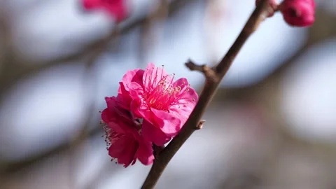 Red Plum Blossom Close-Up with Soft Bokeh in Spring Sunlight Stock Footage 329359822