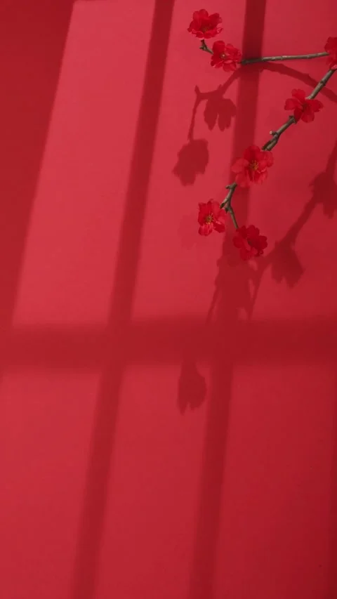 Red plum blossoms on red background with moving shadows Video stock 331773015