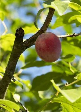 A red plum in the tree Foto stock