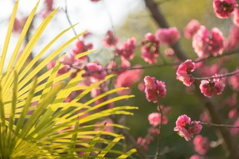 Red plum trees in bloom in springtime Stock-Fotos