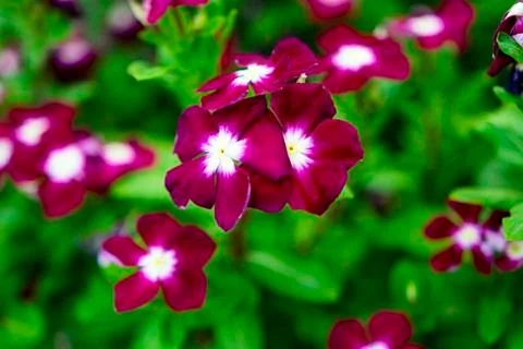 Red Plumbago. Stock Photos