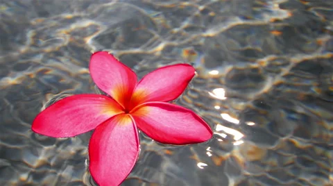 Red Plumeria Video stock 51930898